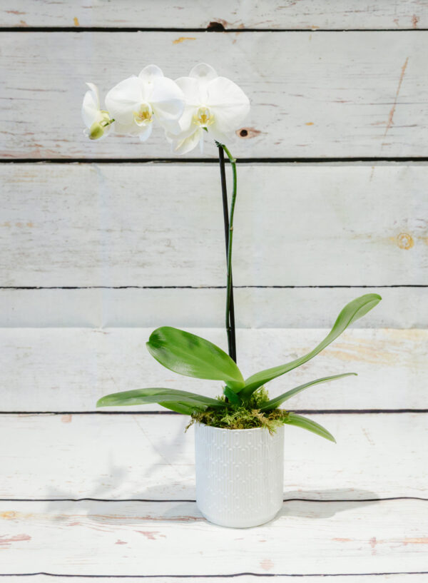 Phalaenopsis Moth Orchid