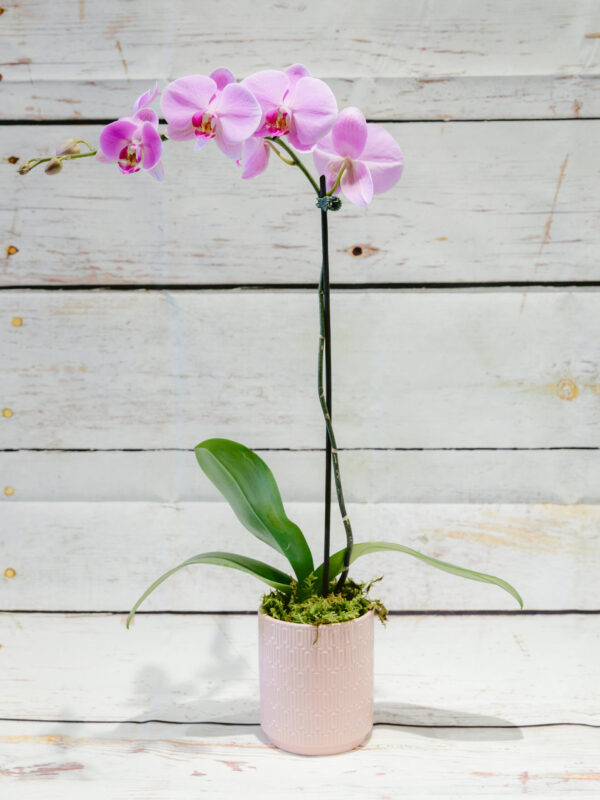 Phalaenopsis Moth Orchid - Image 2