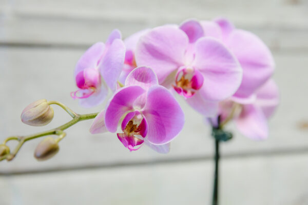 Phalaenopsis Moth Orchid - Image 4