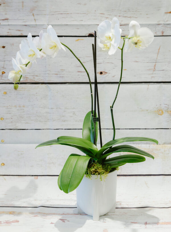 Phalaenopsis Moth Orchid - Image 3