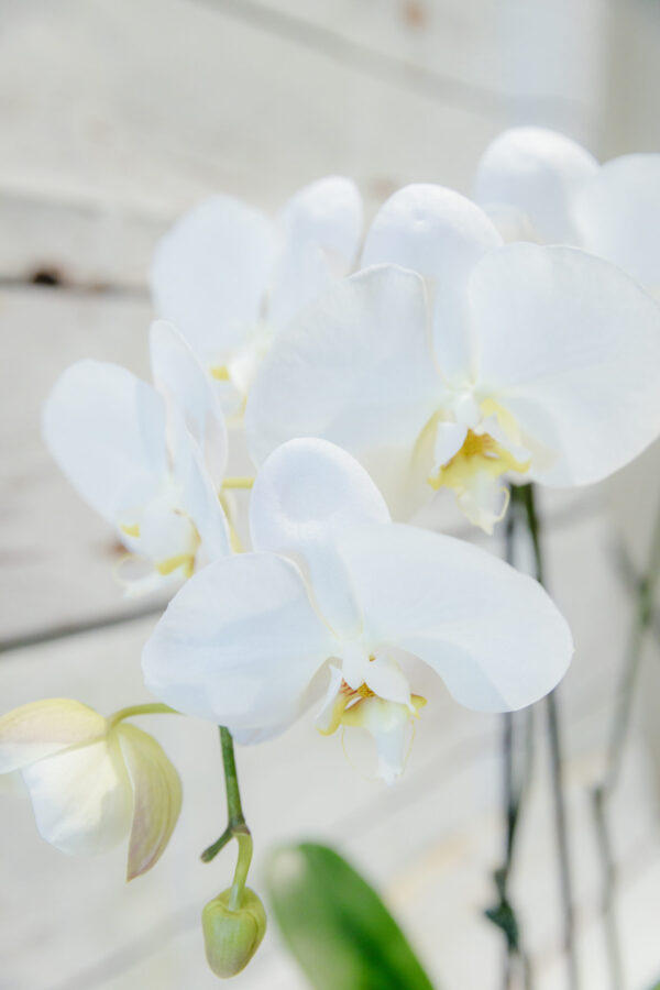 Phalaenopsis Moth Orchid - Image 5