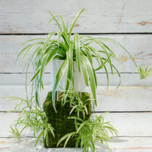 Chlorophytum - Spider Plant