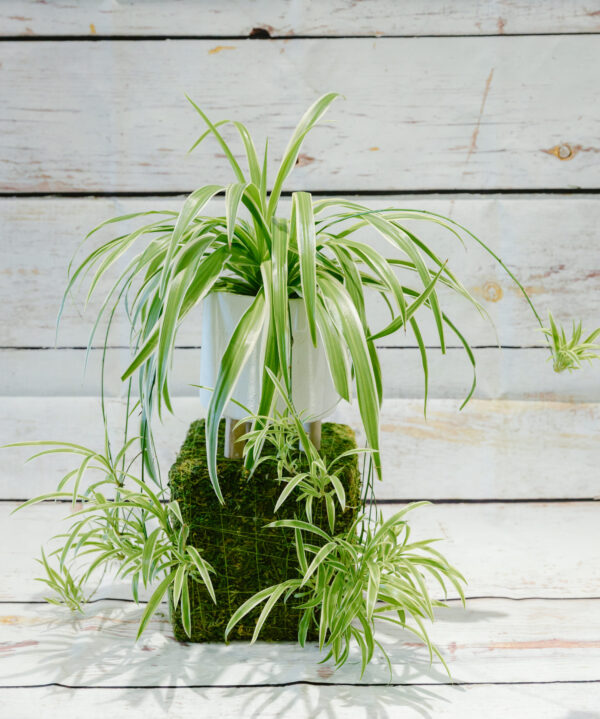 Chlorophytum - Spider Plant